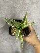 画像2: ガブリエラ斑入り(D.Gabriella variegata) (2)