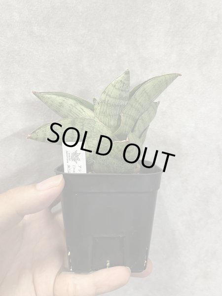 画像1: アンドロメダ(D.Andromeda) (1)