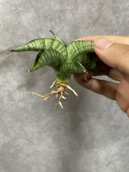 画像2: ファイター(D.Fighter) (2)