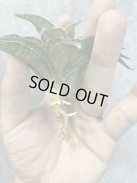 画像3: ナムジャイ(D.Namjai) (3)