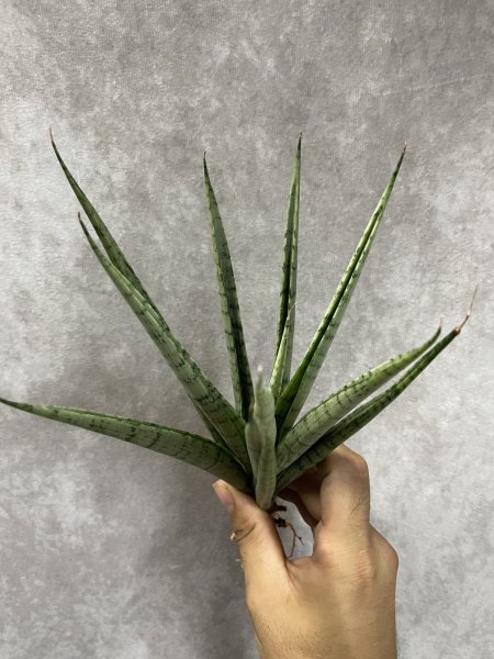 画像3: ホーレイ(D.Hooray) (3)