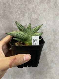 サンスベリア ナミ 斑入 美株 S.Nami Var 観葉植物 フラワー・ガーデニング サンスベリア ナミ 斑入 美株