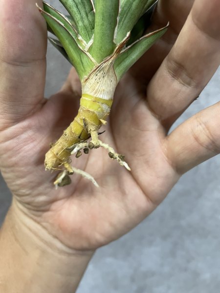 画像3: オールナイトスター(D.All Night Star) (3)