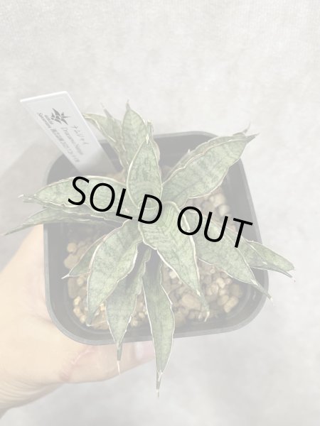 画像2: ナムジャイ(D.Namjai) (2)