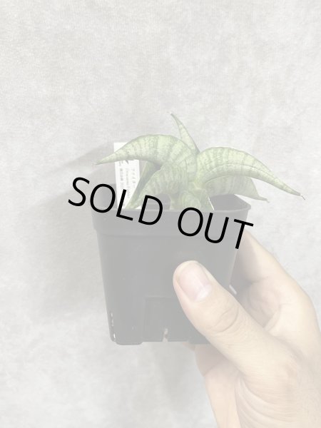 画像1: ファイター(D.Fighter) (1)