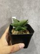 画像1: プンプイ(D.Pumpui) (1)