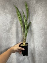 サンスベリア Sansevieria Dracaena - acacia (Page 1)