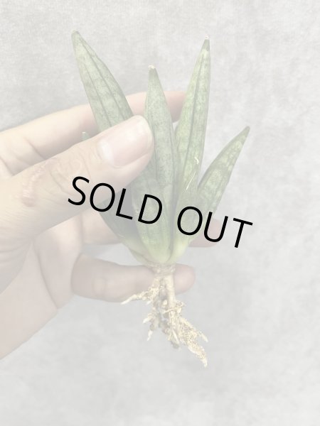 画像2: ヘッジホッグ(D.Hedgehog) (2)