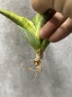 画像3: ガブリエラ斑入り(D.Gabriella variegata) (3)