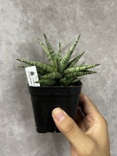 MOLLIS フラワー・ガーデニング EMP サンセベリア ベンジャロン / SA259