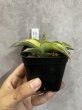 画像1: キスマヨ 斑入り(D.sp.Kismayo variegata) (1)