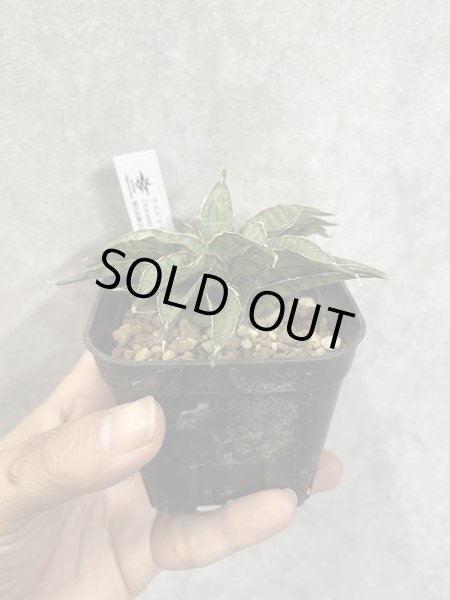 画像1: ナムジャイ(D.Namjai) (1)