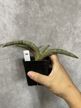 サンスベリア Sansevieria Dracaena - acacia (Page 1)