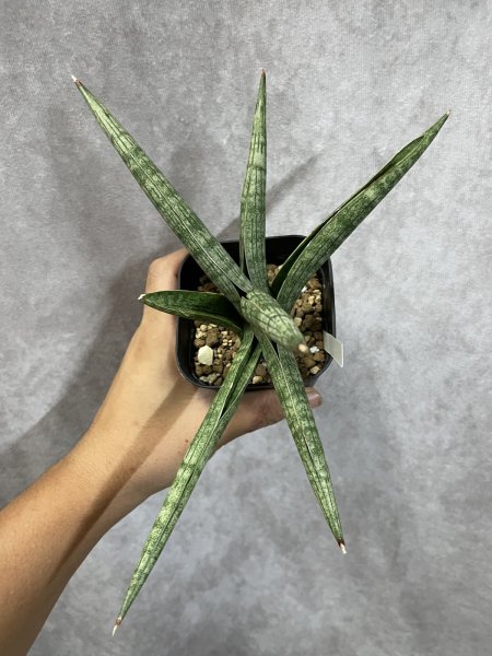 画像2: マーブル(D.Marble) (2)