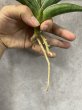 画像3: キトンガ(D.sp.kitonga) (3)