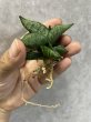 画像3: プンプイ(D.Pumpui) (3)