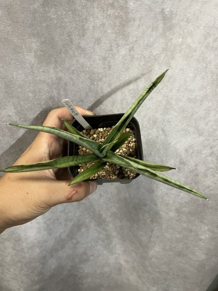 画像2: セレブレイト(D.Celebleat) (2)