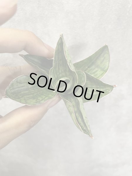 画像3: エンジェリーナ(D.Angelina) (3)