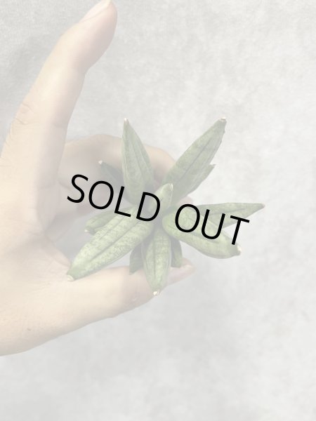 画像3: ヘッジホッグ(D.Hedgehog) (3)