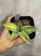 画像2: キスマヨ 斑入り(D.sp.Kismayo variegata) (2)