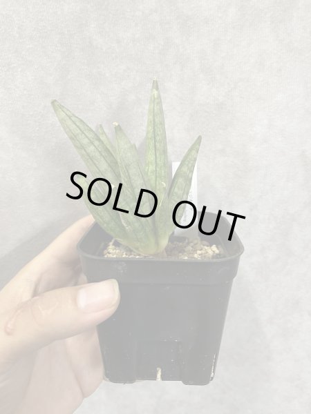 画像1: ヘッジホッグ(D.Hedgehog) (1)