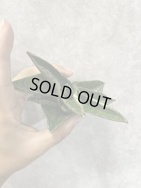 画像3: アンドロメダ(D.Andromeda) (3)