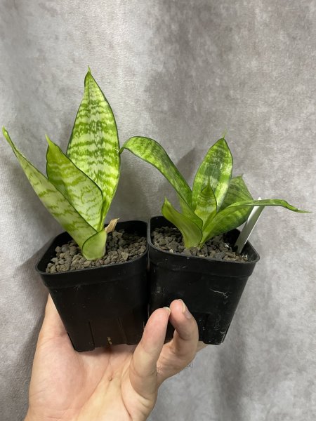 画像1: 【株分け品】ハーニーフィリピネス(D.Hahnii Philippines) (1)