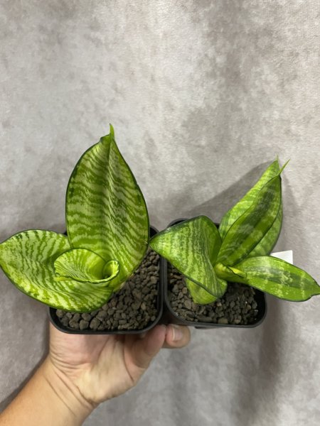 画像2: 【株分け品】ハーニーフィリピネス(D.Hahnii Philippines) (2)