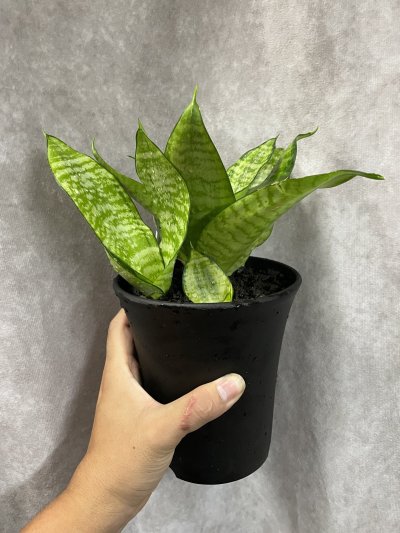 画像1: 【株分け品】ハーニーフィリピネス(D.Hahnii Philippines)