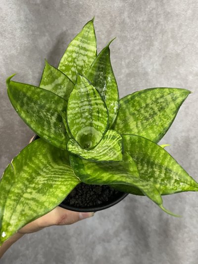 画像2: 【株分け品】ハーニーフィリピネス(D.Hahnii Philippines)