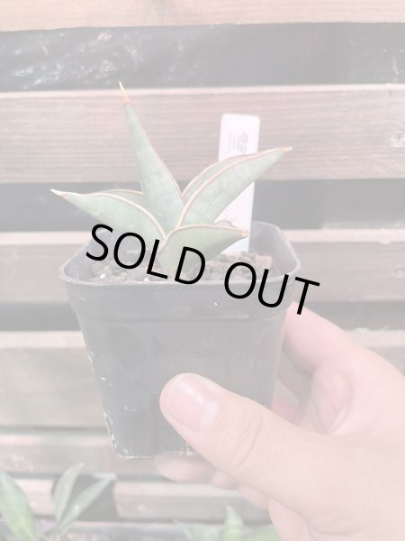 画像1: 【イベント御礼】ロリダ(D.rorida (1)