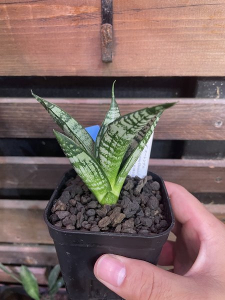 画像2: 【イベント御礼】エーレンデル(D.Ehrendel) (2)