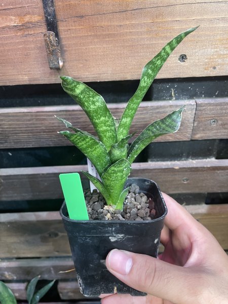 画像2: 【イベント御礼】マハナコーン(D.Mahanacorn) (2)