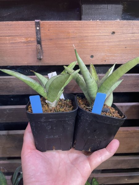 画像2: 【イベント御礼】アストレア(D.Astrea) (2)