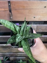 サンスベリア　Nami（ナミ）斑入 Sansevieria Nami サンセベリア ミン マニー 斑入 (ハーフムーン ) 「Sansevieria Ming Ma