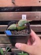 画像1: 【イベント御礼】バナナ(D.Banana) (1)