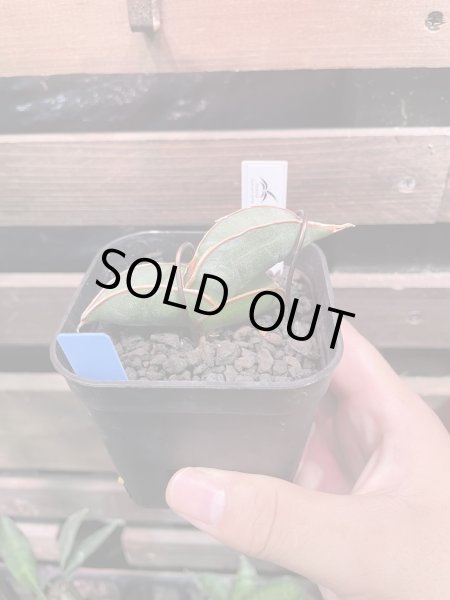 画像1: 【イベント御礼】バナナ(D.Banana) (1)