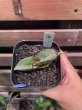 画像2: 【イベント御礼】バナナ(D.Banana) (2)