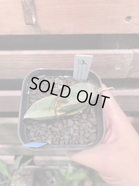 画像2: 【イベント御礼】バナナ(D.Banana) (2)