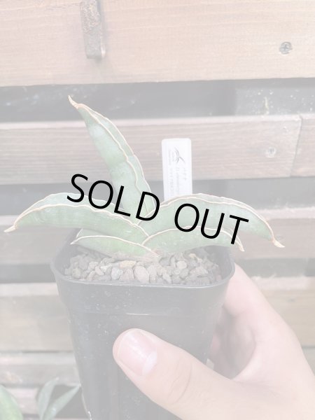 画像1: 【イベント御礼】バナナ(D.Banana) (1)