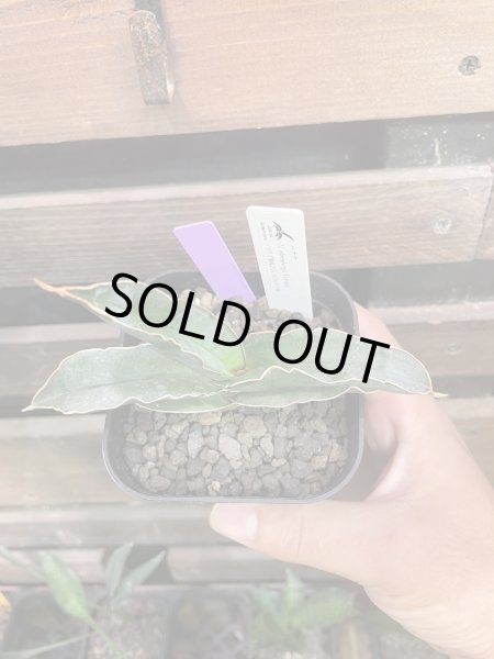 画像2: 【イベント御礼】バナナ(D.Banana) (2)