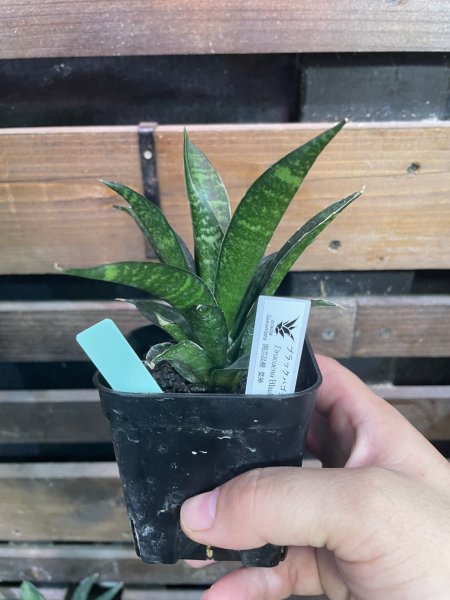 画像2: 【イベント御礼】ブラックパゴダ(D.Black Pagoda) (2)