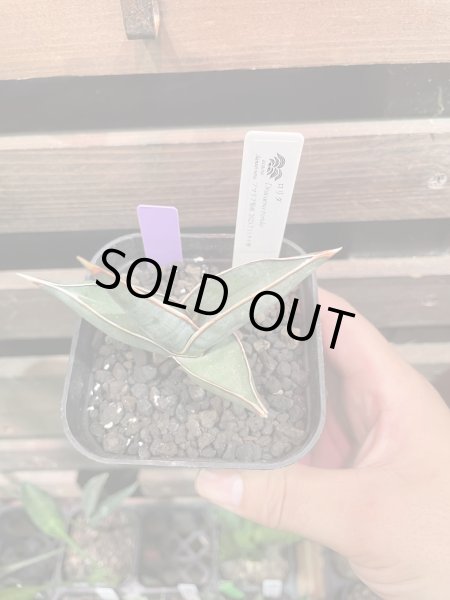 画像2: 【イベント御礼】ロリダ(D.rorida (2)