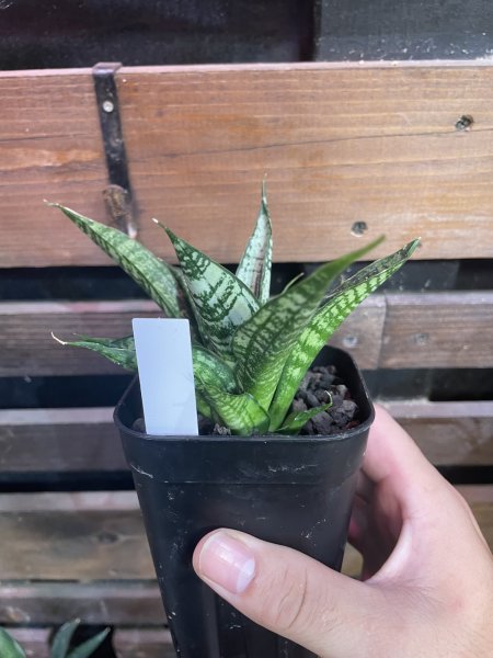 画像2: 【イベント御礼】エーレンデル(D.Ehrendel) (2)