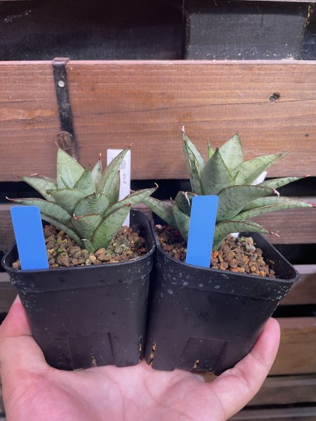 画像2: 【イベント御礼】ゼルダ(D.Zelda) (2)