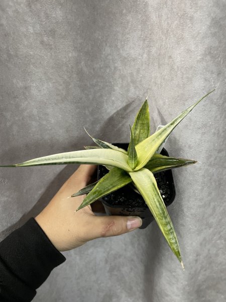 画像2: スノーホワイト3(D.Snow White)  (2)