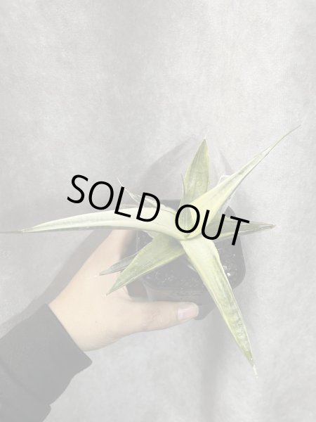 画像2: スノーホワイト3(D.Snow White)  (2)