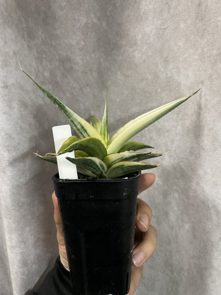 画像3: スノーホワイト3(D.Snow White)  (3)