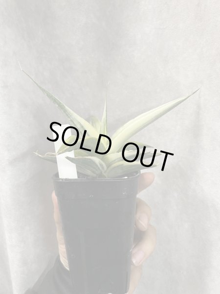 画像3: スノーホワイト3(D.Snow White)  (3)