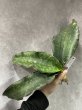 画像1: sp.マフィンガ'グリーンフォーム'(D.sp.mafinga'Green Form') (1)